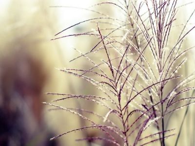 Hierba Delicada de la Naturaleza