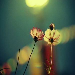 Hermosas Flores Nocturnas