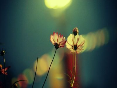 Hermosas Flores Nocturnas