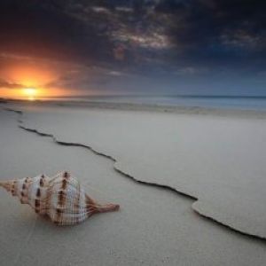 Concha en la Playa al Atardecer