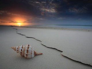 Concha en la Playa al Atardecer