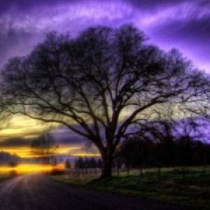 Árbol Majestuoso al Atardecer