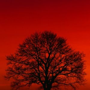 Silueta de árbol al atardecer