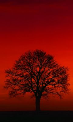 Silueta de árbol al atardecer