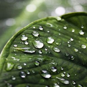 Hoja Verde Fresca con Gotas de Agua