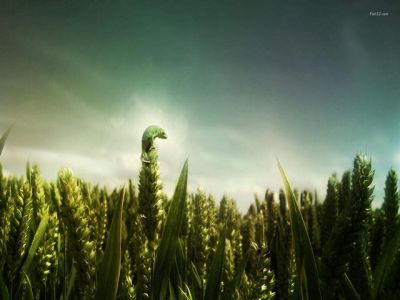 Campo de trigo con oruga