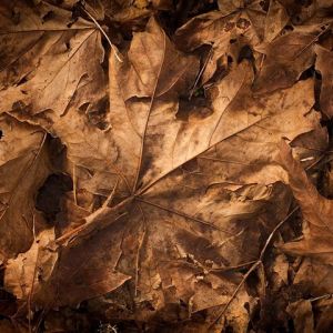 Fondo de Hojas de Otoño