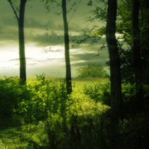 Paisaje Forestal Sereno
