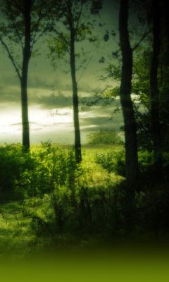 Paisaje Forestal Sereno