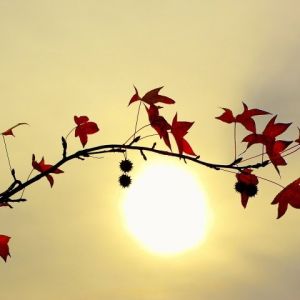 Silueta de Hojas de Otoño