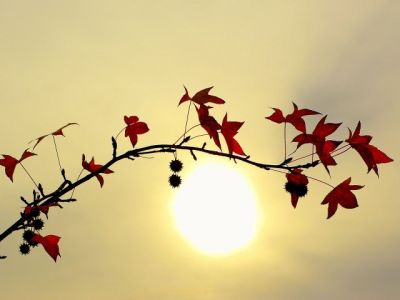 Silueta de Hojas de Otoño