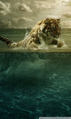 Tigre nadando en el agua