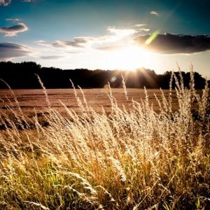 Atardecer Dorado sobre Campos
