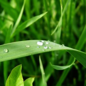 Hierba Verde Fresca con Gotas de Rocío