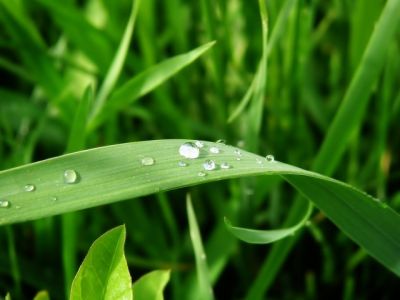 Hierba Verde Fresca con Gotas de Rocío