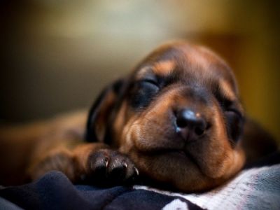 Fondo de Cachorro Durmiendo