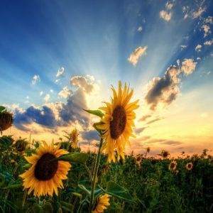 Campo de girasoles al atardecer