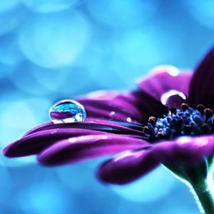 Flor Púrpura con Gota de Agua