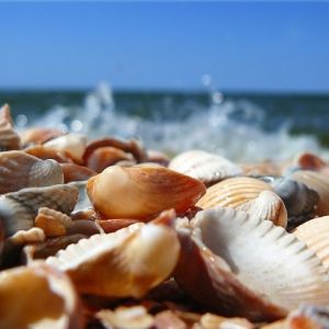 Conchas en la Playa