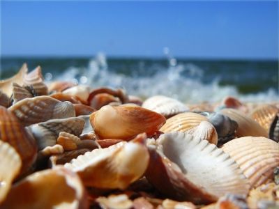 Conchas en la Playa