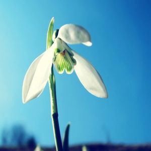 Flor de Campanilla en Flor