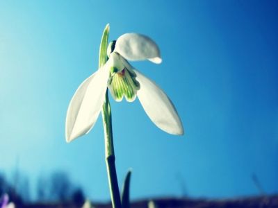 Flor de Campanilla en Flor