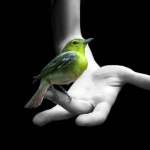 Pájaro Verde en Mano