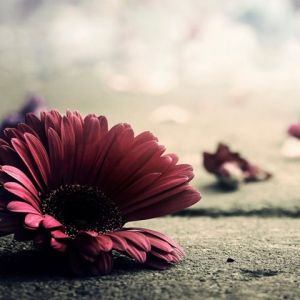 Flor Rosa en Concreto