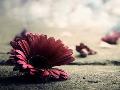 Flor Rosa en Concreto