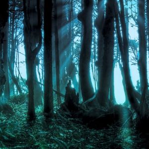 Paisaje Forestal Misterioso
