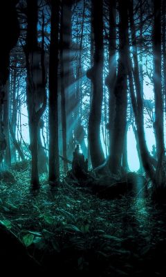 Paisaje Forestal Misterioso