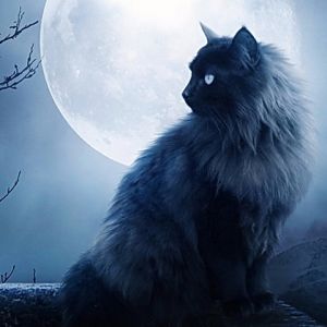Gato Místico Bajo la Luna Llena