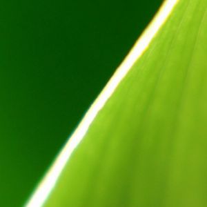 Primer plano de una hoja verde