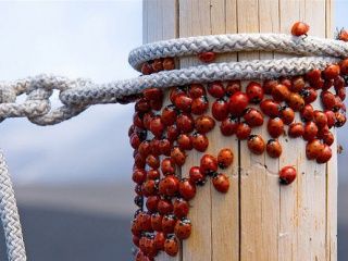 Mariquitas en un Poste de Madera