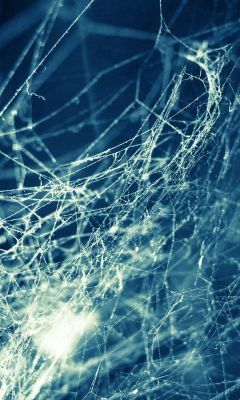Diseño Intrincado de Telaraña