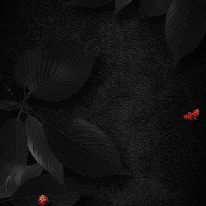 Hojas negras con mariquitas rojas