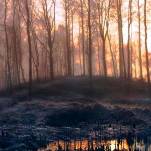Amanecer en el Bosque Nebuloso