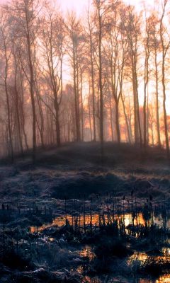 Amanecer en el Bosque Nebuloso