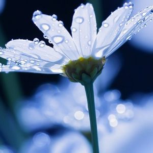 Hermosa Flor con Gotas de Rocío