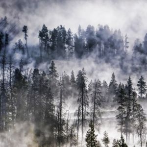 Paisaje Forestal Nublado