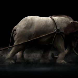 Elefante en Sombras
