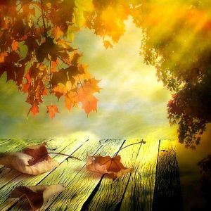Hojas de Otoño y Luz Solar