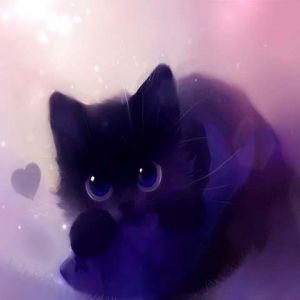 Gato Negro Bonito