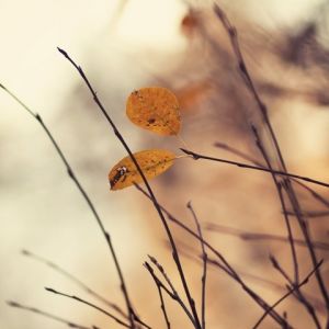Hojas de Otoño en Ramas