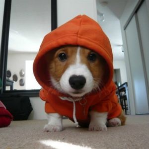 Corgi Adorable con Sudadera