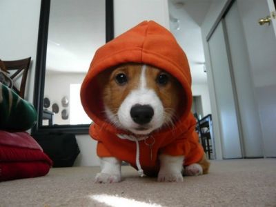 Corgi Adorable con Sudadera