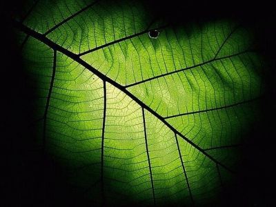 Hoja Verde en Primer Plano