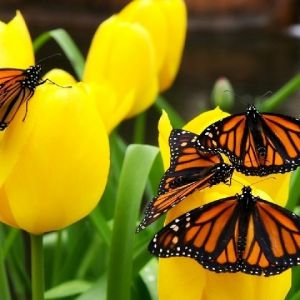 Mariposas Monarca en Tulipanes