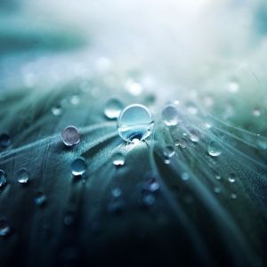 Gotas de agua en hojas