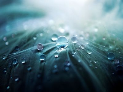 Gotas de agua en hojas